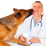 Qué estudiar para ser veterinario | Requisitos y Oportunidades