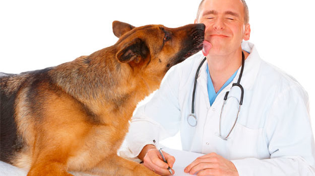 Qué estudiar para ser veterinario | Requisitos y Oportunidades