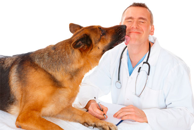 Qué estudiar para ser veterinario | Requisitos y Oportunidades - Qué  Estudiar
