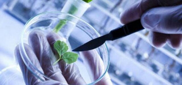 Estudiar Biotecnología: Oportunidades y Universidades