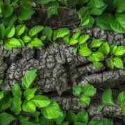 Cómo convertirse en botánico: Estudios y Carreras