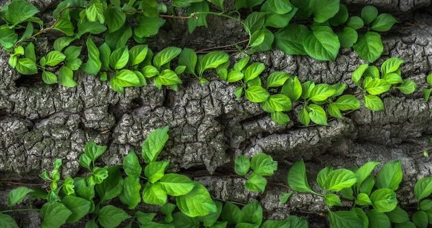 Cómo convertirse en botánico: Estudios y Carreras