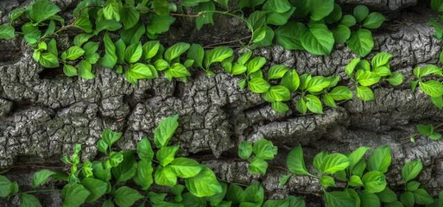 Cómo convertirse en botánico: Estudios y Carreras