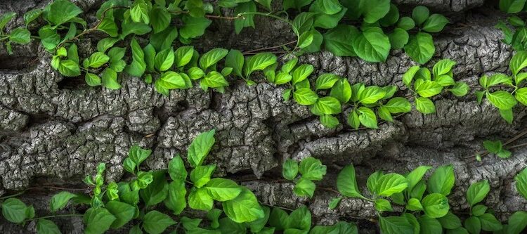 Cómo convertirse en botánico: Estudios y Carreras